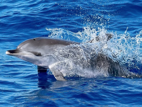 Dolphin Watching & Snorkeling Experience